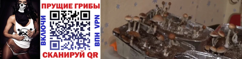 Псилоцибиновые грибы Magic Shrooms  Купить где  Жуков 